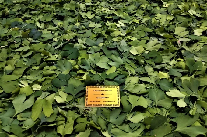 Leaf harvest & raw material
