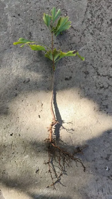 Root-system assessment and selection